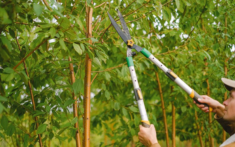 Tree trimming in Huntley, WY